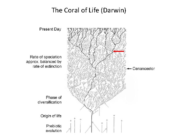 The Coral of Life (Darwin) 