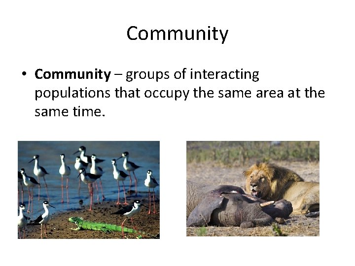 Community • Community – groups of interacting populations that occupy the same area at