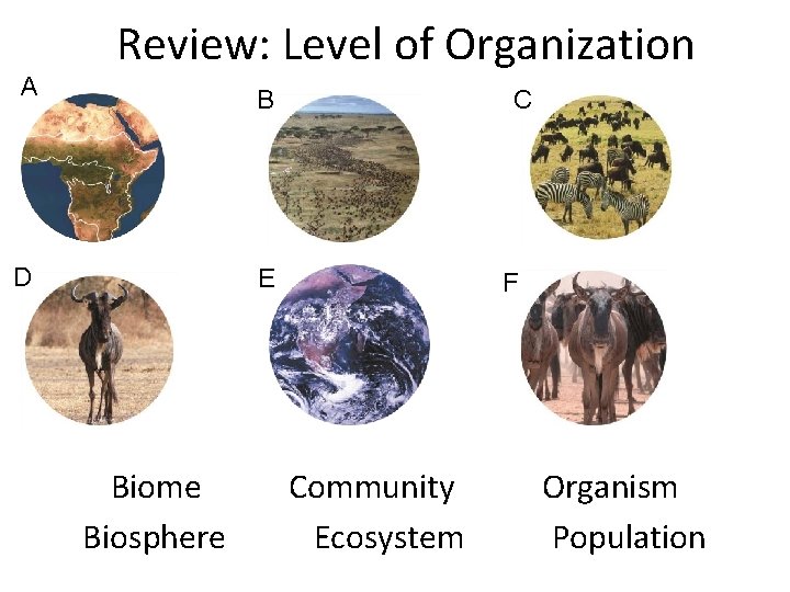 A Review: Level of Organization B D C E Biome Biosphere F Community Ecosystem