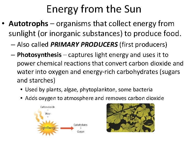 Energy from the Sun • Autotrophs – organisms that collect energy from sunlight (or