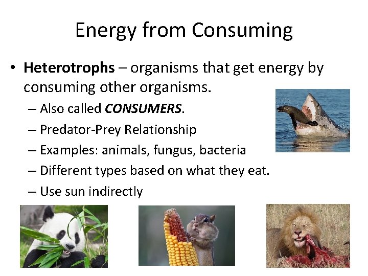 Energy from Consuming • Heterotrophs – organisms that get energy by consuming other organisms.
