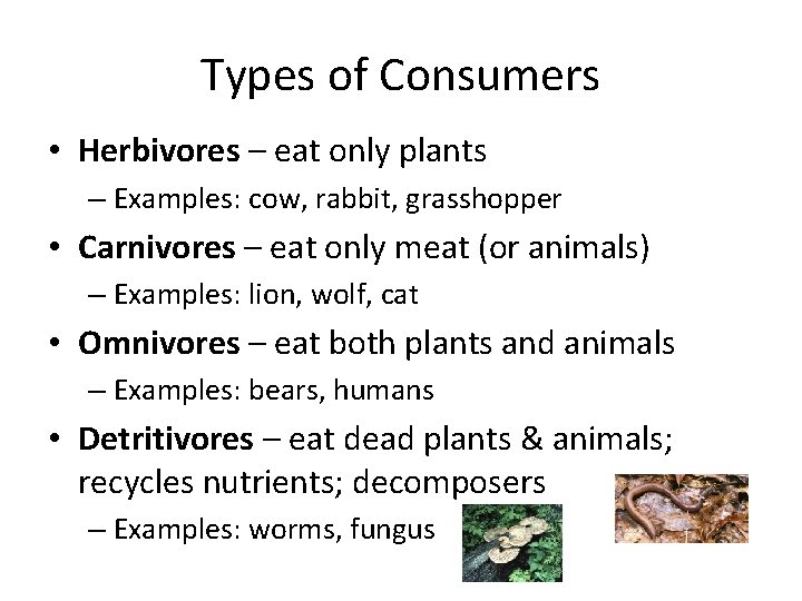 Types of Consumers • Herbivores – eat only plants – Examples: cow, rabbit, grasshopper