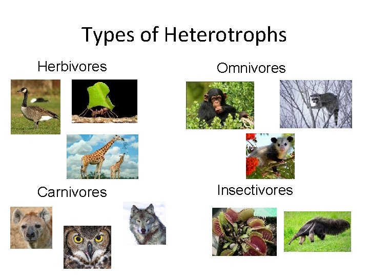 Types of Heterotrophs Herbivores Omnivores Carnivores Insectivores 