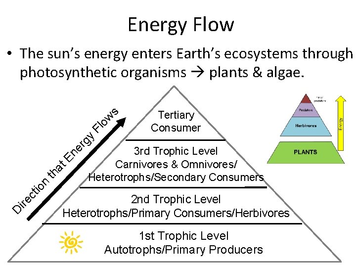 Energy Flow Tertiary Consumer D ire ct io n th a t. E ne