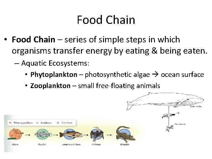 Food Chain • Food Chain – series of simple steps in which organisms transfer