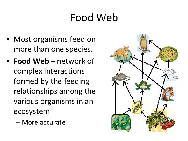 Food Web • Most organisms feed on more than one species. • Food Web