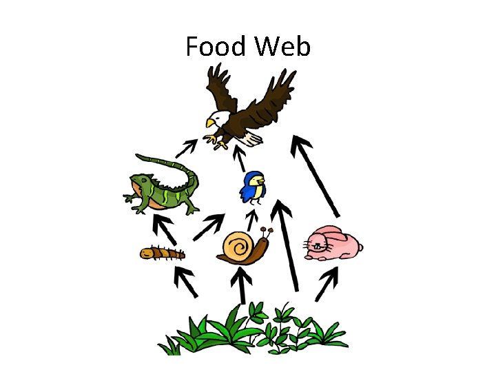 Food Web 