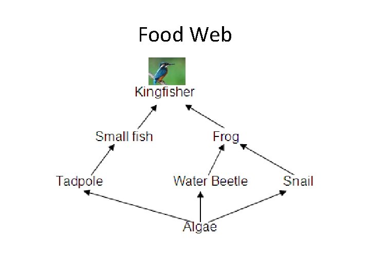 Food Web 