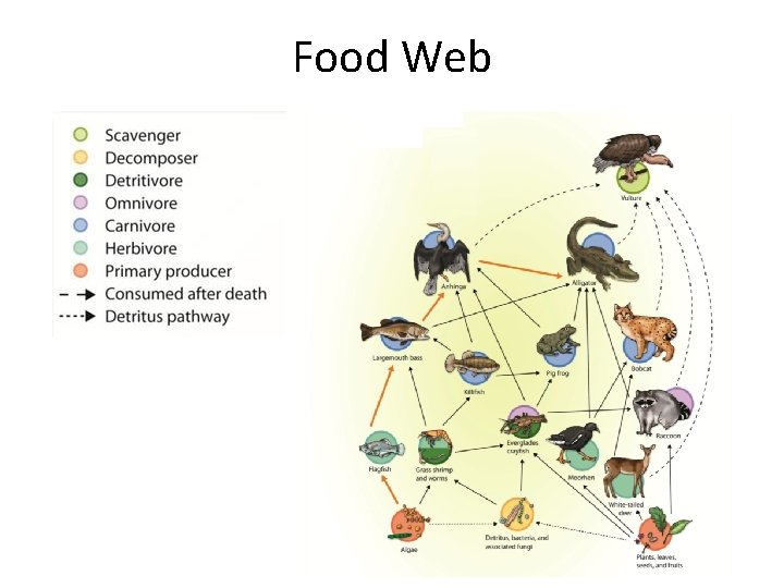 Food Web 