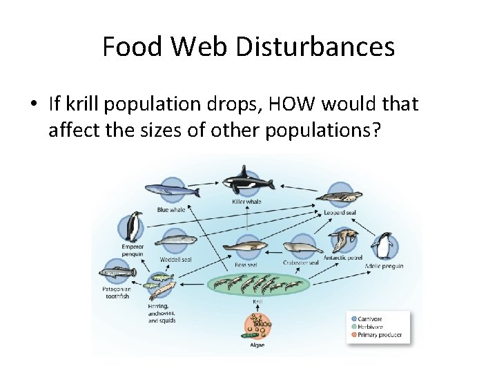Food Web Disturbances • If krill population drops, HOW would that affect the sizes