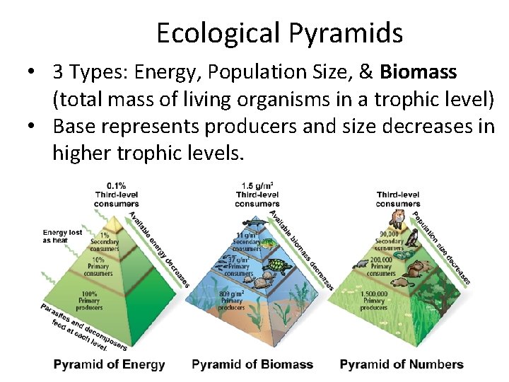 Ecological Pyramids • 3 Types: Energy, Population Size, & Biomass (total mass of living