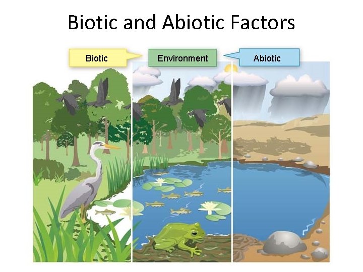 Biotic and Abiotic Factors Biotic Environment Abiotic 