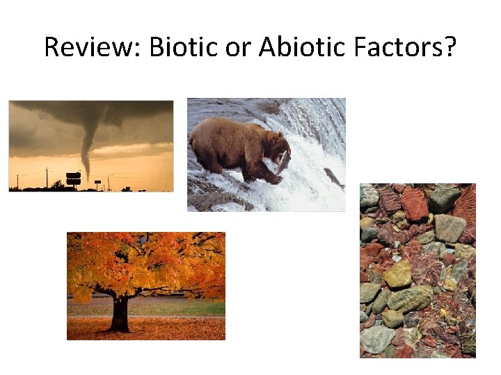 Review: Biotic or Abiotic Factors? 