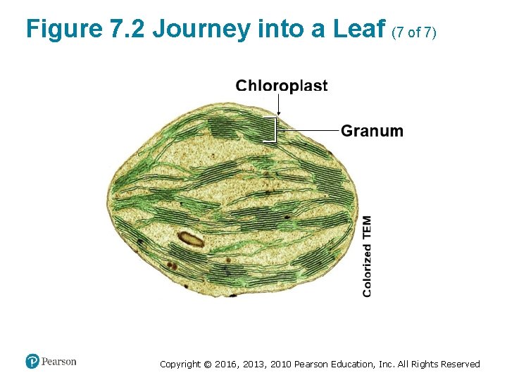 Figure 7. 2 Journey into a Leaf (7 of 7) Copyright © 2016, 2013,