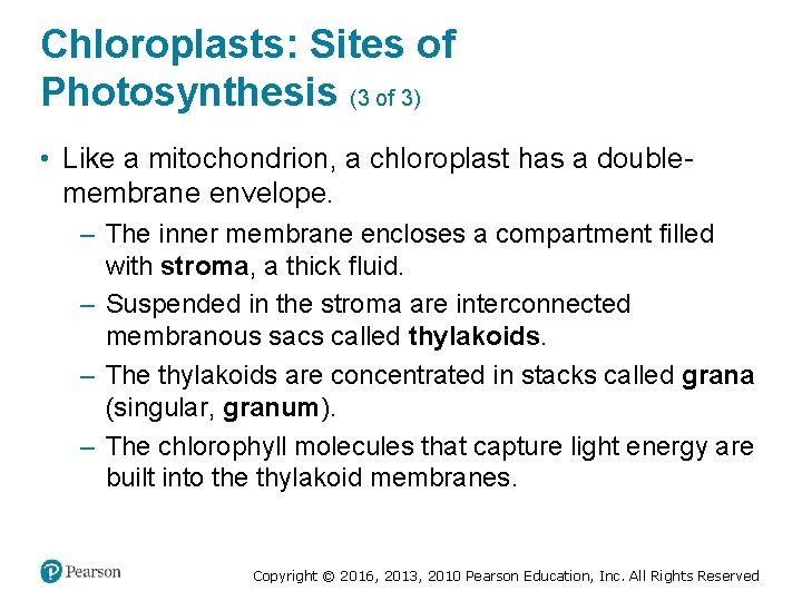 Chloroplasts: Sites of Photosynthesis (3 of 3) • Like a mitochondrion, a chloroplast has