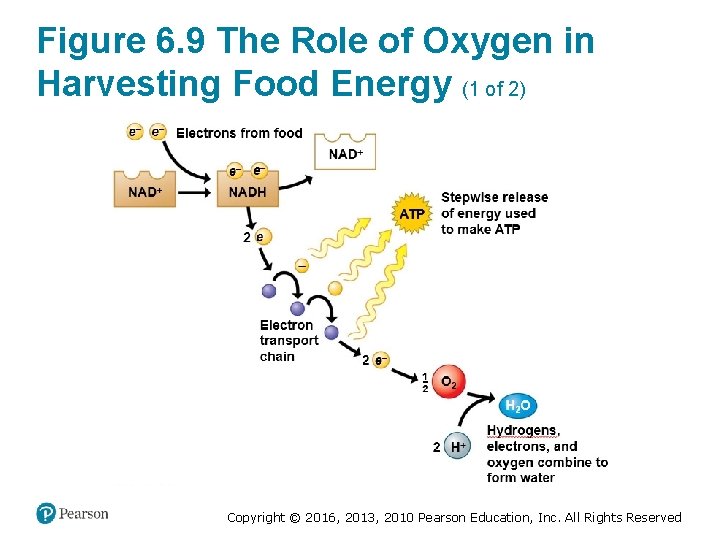 Figure 6. 9 The Role of Oxygen in Harvesting Food Energy (1 of 2)