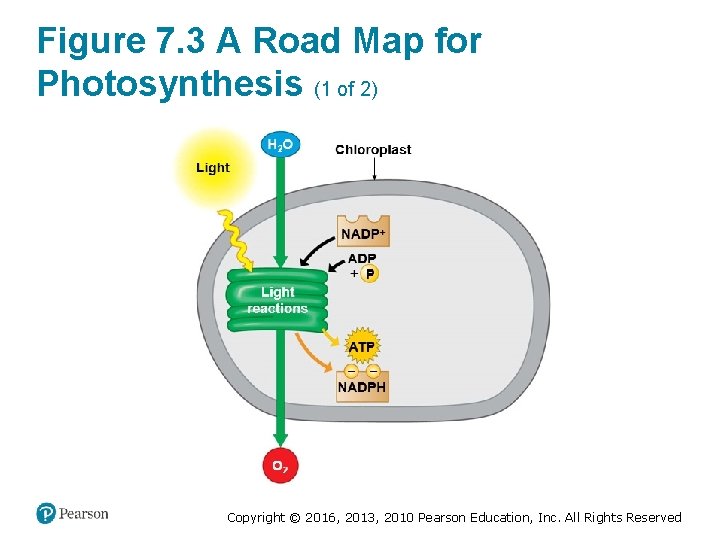 Figure 7. 3 A Road Map for Photosynthesis (1 of 2) Copyright © 2016,