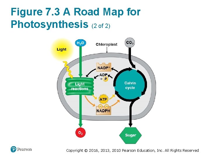 Figure 7. 3 A Road Map for Photosynthesis (2 of 2) Copyright © 2016,