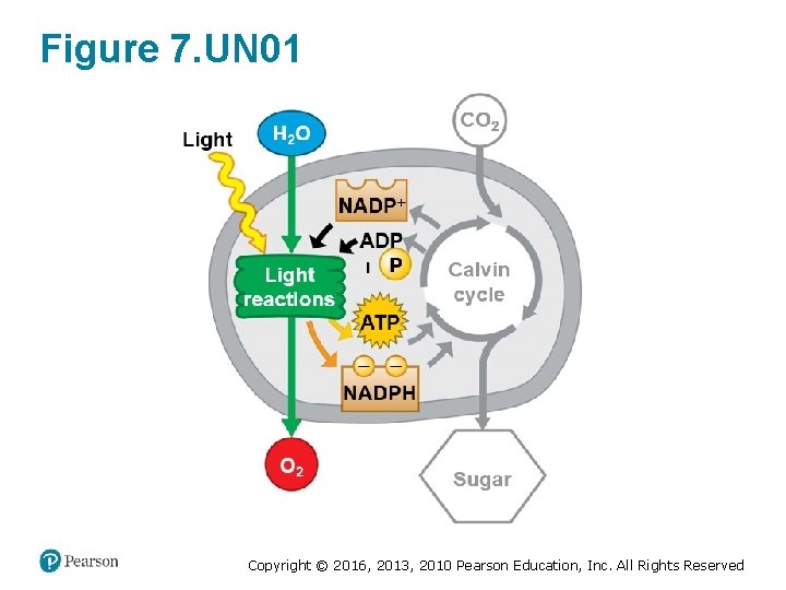 Figure 7. UN 01 Copyright © 2016, 2013, 2010 Pearson Education, Inc. All Rights