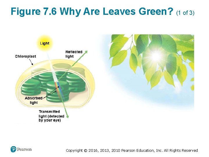 Figure 7. 6 Why Are Leaves Green? (1 of 3) Copyright © 2016, 2013,