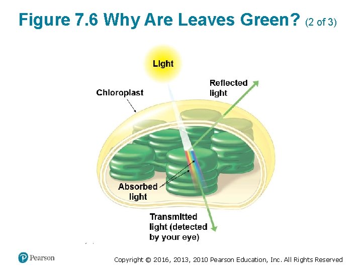Figure 7. 6 Why Are Leaves Green? (2 of 3) Copyright © 2016, 2013,