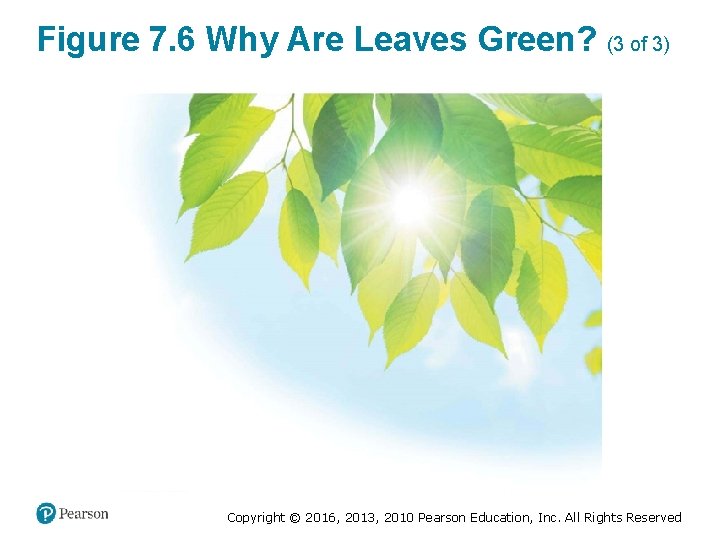 Figure 7. 6 Why Are Leaves Green? (3 of 3) Copyright © 2016, 2013,