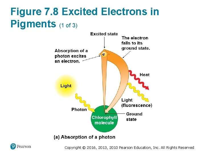 Figure 7. 8 Excited Electrons in Pigments (1 of 3) Copyright © 2016, 2013,