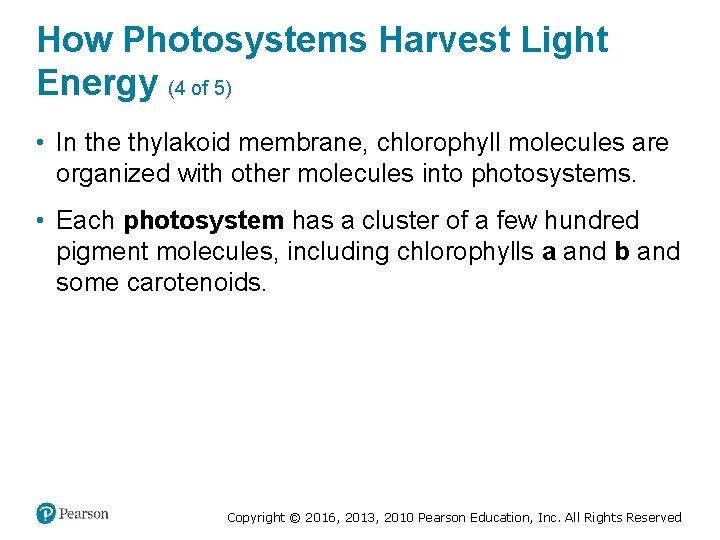 How Photosystems Harvest Light Energy (4 of 5) • In the thylakoid membrane, chlorophyll