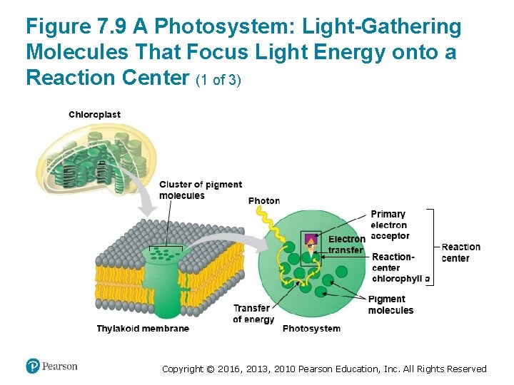 Figure 7. 9 A Photosystem: Light-Gathering Molecules That Focus Light Energy onto a Reaction