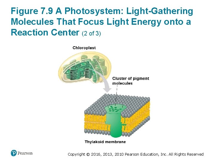 Figure 7. 9 A Photosystem: Light-Gathering Molecules That Focus Light Energy onto a Reaction