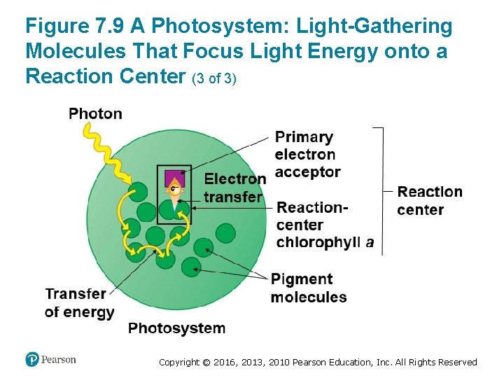 Figure 7. 9 A Photosystem: Light-Gathering Molecules That Focus Light Energy onto a Reaction