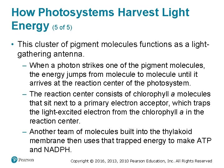 How Photosystems Harvest Light Energy (5 of 5) • This cluster of pigment molecules