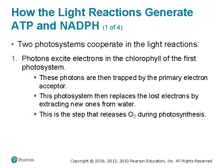 How the Light Reactions Generate ATP and NADPH (1 of 4) • Two photosystems