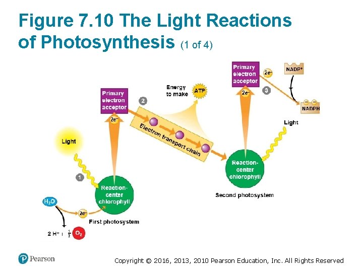Figure 7. 10 The Light Reactions of Photosynthesis (1 of 4) Copyright © 2016,