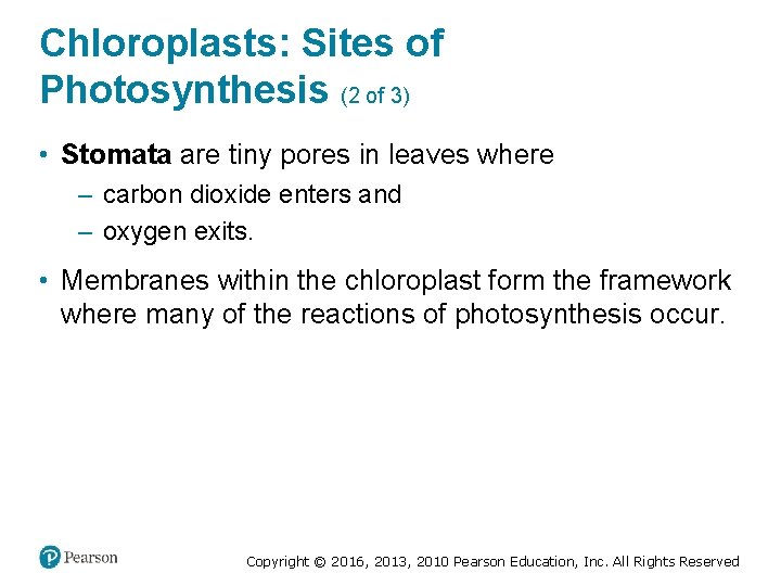 Chloroplasts: Sites of Photosynthesis (2 of 3) • Stomata are tiny pores in leaves
