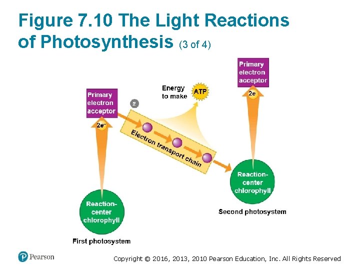 Figure 7. 10 The Light Reactions of Photosynthesis (3 of 4) Copyright © 2016,