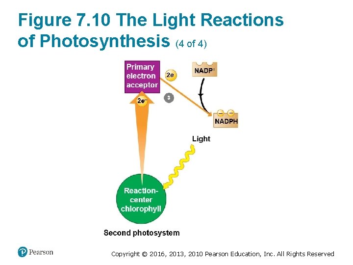 Figure 7. 10 The Light Reactions of Photosynthesis (4 of 4) Copyright © 2016,