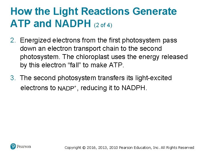 How the Light Reactions Generate ATP and NADPH (2 of 4) 2. Energized electrons