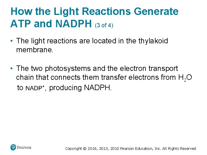 How the Light Reactions Generate ATP and NADPH (3 of 4) • The light