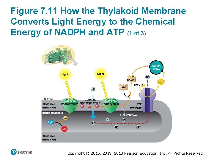 Figure 7. 11 How the Thylakoid Membrane Converts Light Energy to the Chemical Energy