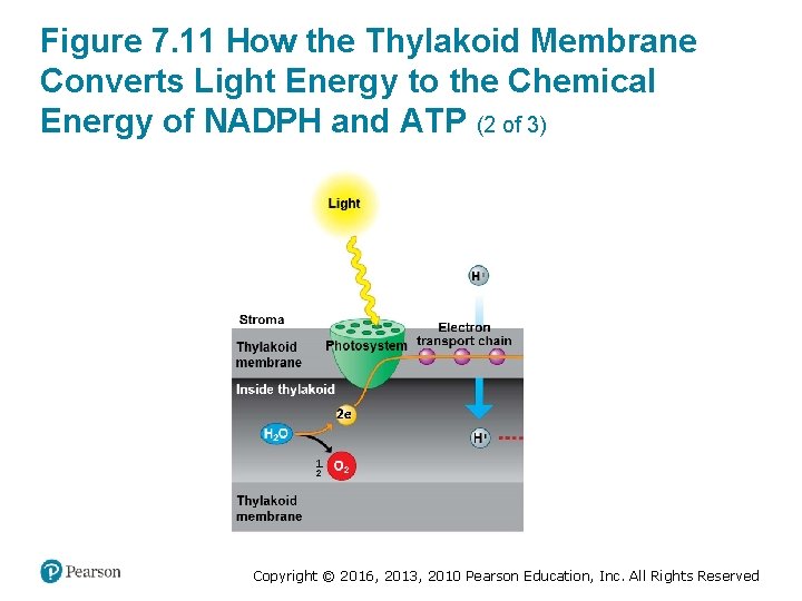 Figure 7. 11 How the Thylakoid Membrane Converts Light Energy to the Chemical Energy