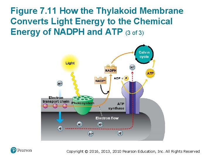 Figure 7. 11 How the Thylakoid Membrane Converts Light Energy to the Chemical Energy