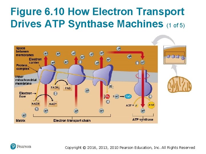 Figure 6. 10 How Electron Transport Drives ATP Synthase Machines (1 of 5) Copyright