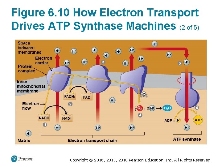 Figure 6. 10 How Electron Transport Drives ATP Synthase Machines (2 of 5) Copyright