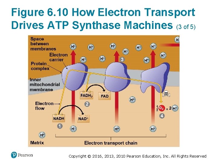 Figure 6. 10 How Electron Transport Drives ATP Synthase Machines (3 of 5) Copyright