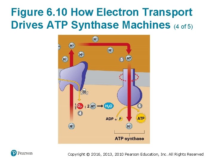 Figure 6. 10 How Electron Transport Drives ATP Synthase Machines (4 of 5) Copyright