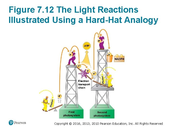Figure 7. 12 The Light Reactions Illustrated Using a Hard-Hat Analogy Copyright © 2016,