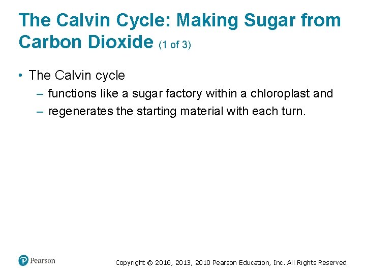 The Calvin Cycle: Making Sugar from Carbon Dioxide (1 of 3) • The Calvin