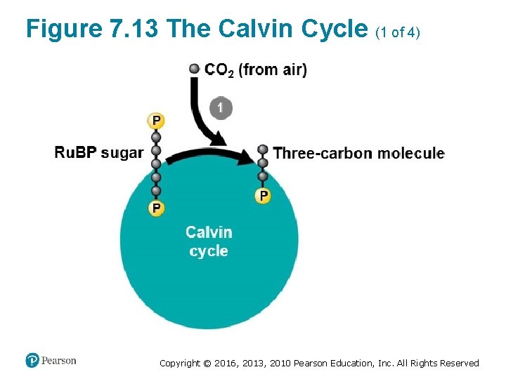 Figure 7. 13 The Calvin Cycle (1 of 4) Copyright © 2016, 2013, 2010