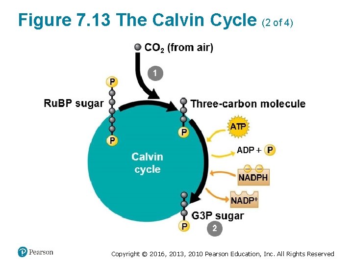 Figure 7. 13 The Calvin Cycle (2 of 4) Copyright © 2016, 2013, 2010